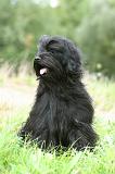 TERRIER DU TIBET 336